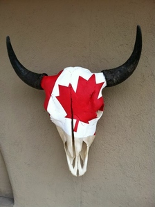 White buffalo skull with red maple leaf reminiscent of Canadian flag. Horns unadorned.